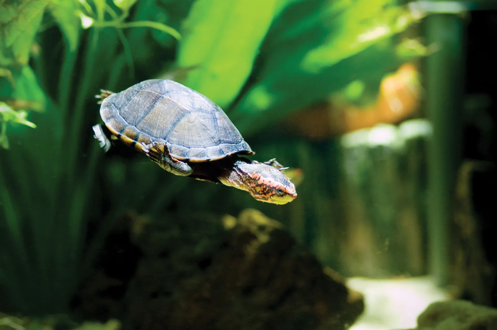 Musk Turtle Care Instructions