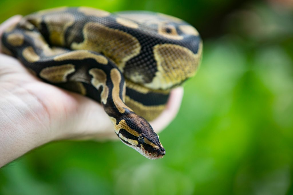 Tips and Advice for Handling a Ball Python