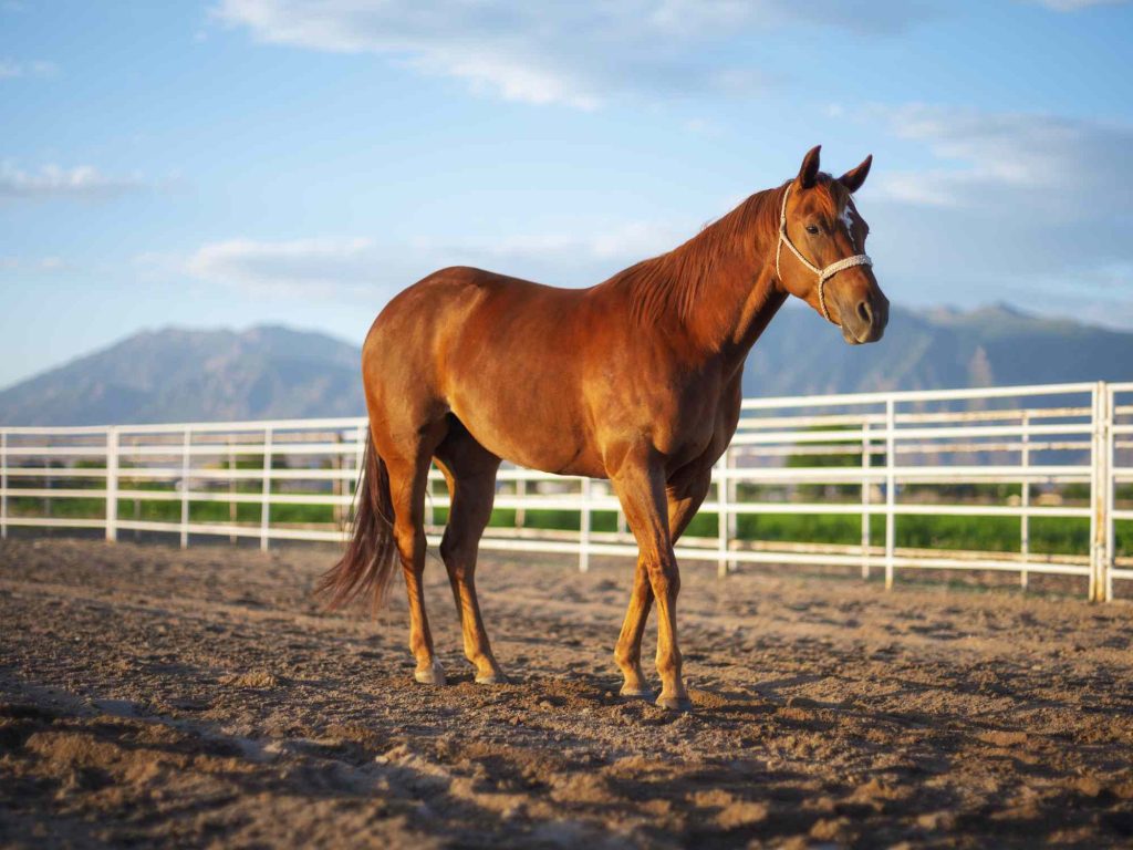 How to Train a Novice Horse