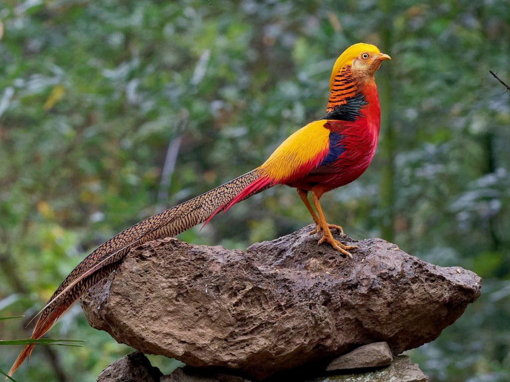 The World's 10 Most Colorful Birds