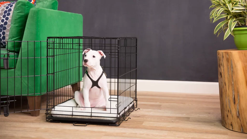 4 Crate Training Tips for Your Dog