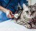 The Fundamentals of Monitoring Pet Wellness